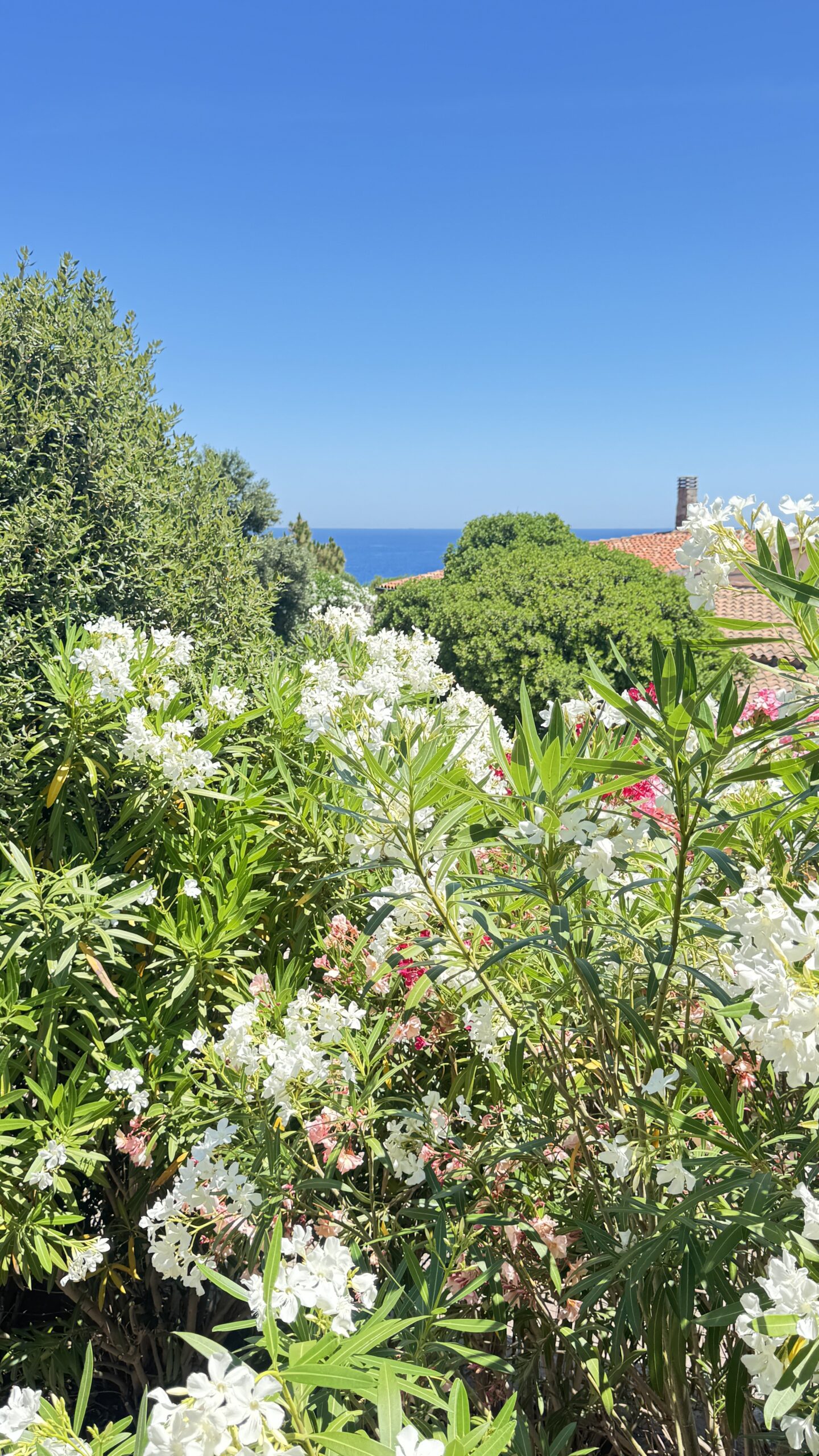 Olive trees and a sea view toward the outer islands