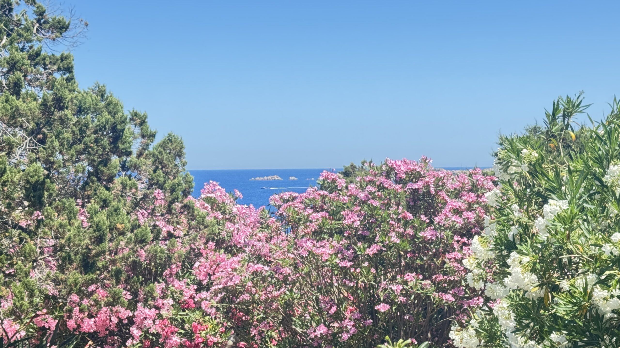 Pink oleander and the sea near Caprera