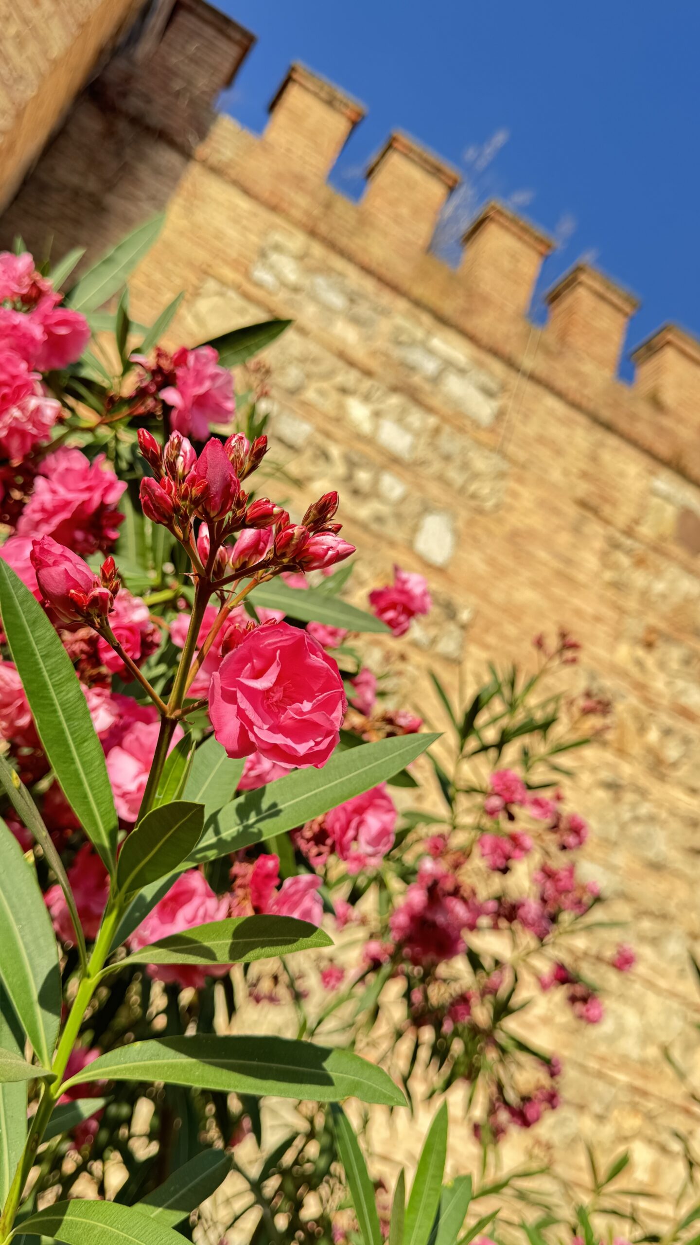 Oleander blooming against an old Palma wall