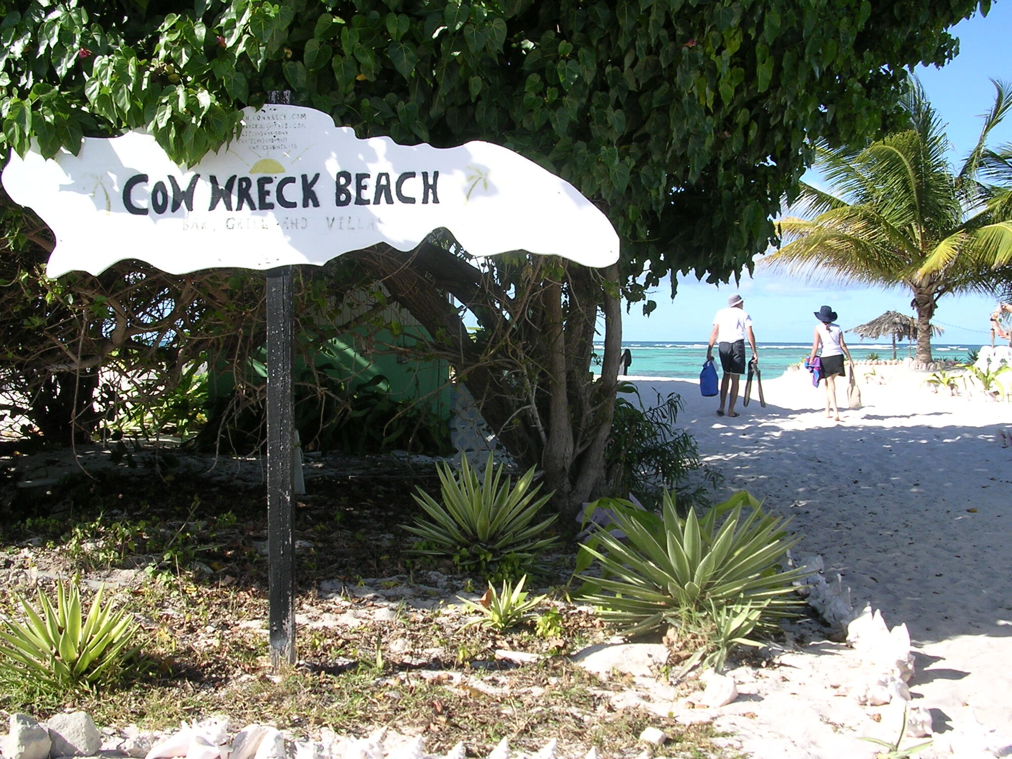 Cow Wreck Beach sign under palm trees with turquoise water beyond, Anegada.